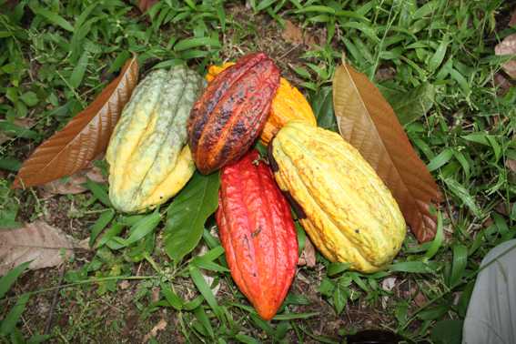 Bunte Kakaoschoten in Ecuador. Eine Kakaovielfalt aus Edelkakao, wie Arriba Nacional und Criollo Kakao